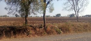 agriculture land for sale in amravati maharshtra